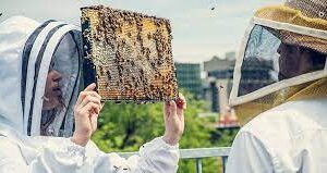 médiateur entre la ville et la nature 