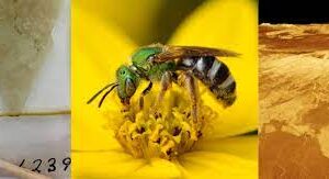  projets de conservation 