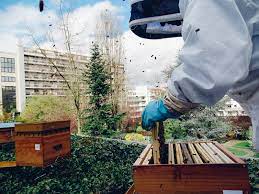 Apiculture biologique