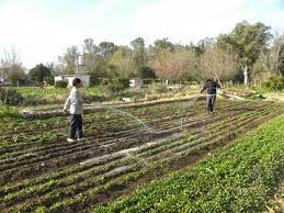 planification agricole