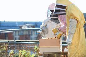 ruches en milieu citadin