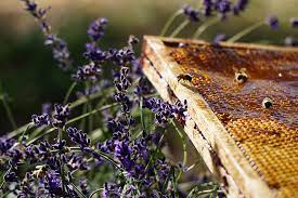 renforcer la biodiversité