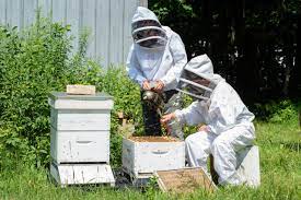 écosystèmes urbains