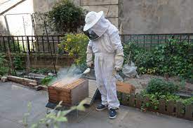 Les abeilles en ville