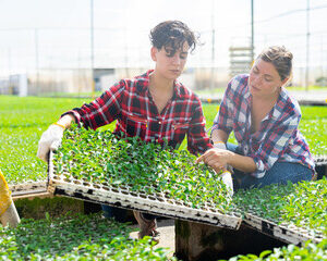  variétés végétales