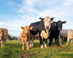 De la Ferme à la Charcuterie