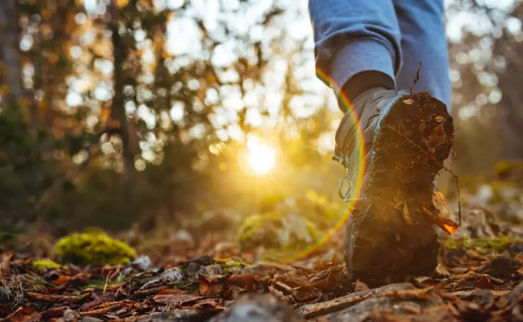 Un homme marche seul en forêt sur un chemin de terre au coucher du soleil, symbole de reconversion professionnelle et quête de sens.